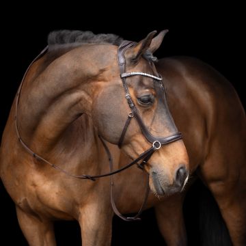 Hoofdstel bitloos HVP-Legacy -  Chocolate brown